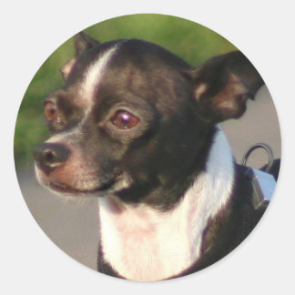 Chihuahua stickers