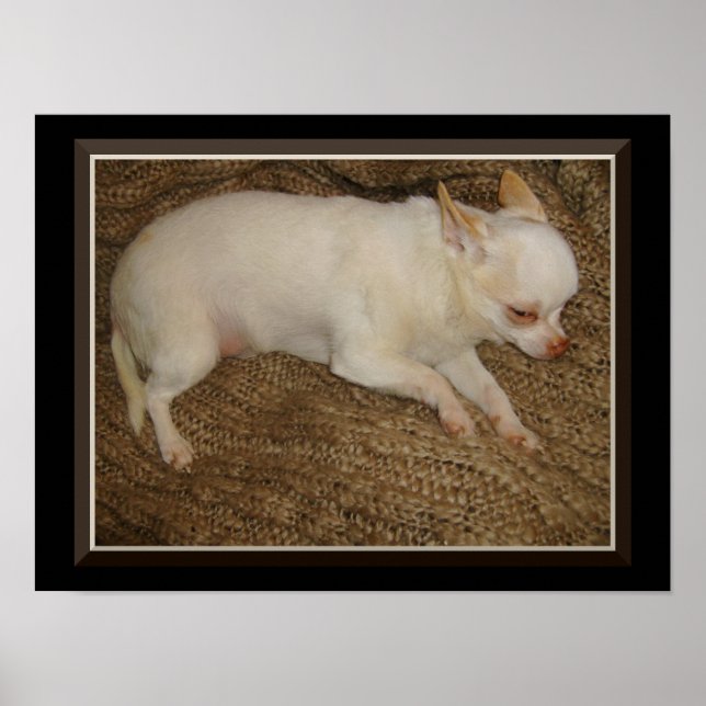 Chihuahua Tenir un oeil ouvert affiche (Devant)