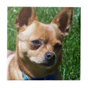 Chihuahua Tile