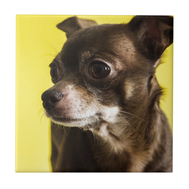 chihuahua tile (Front)