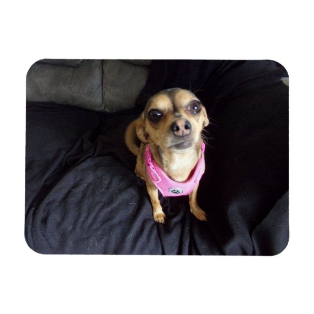 Chihuahua Vous regardant No 2 Magnet flexible (Horizontal)
