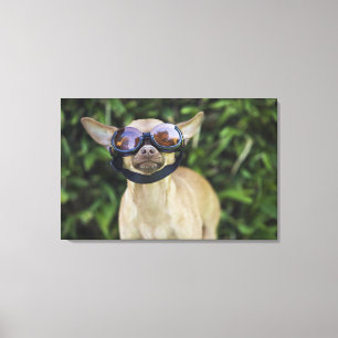 Chihuahua wearing goggles canvas print