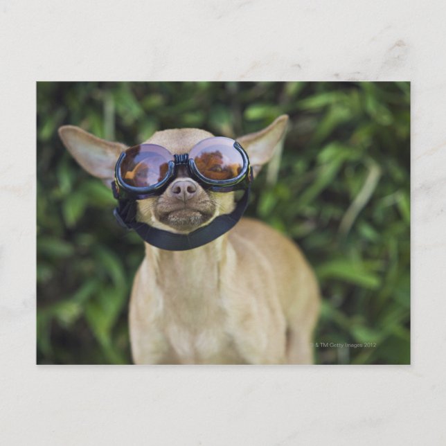 Chihuahua wearing goggles postcard (Front)