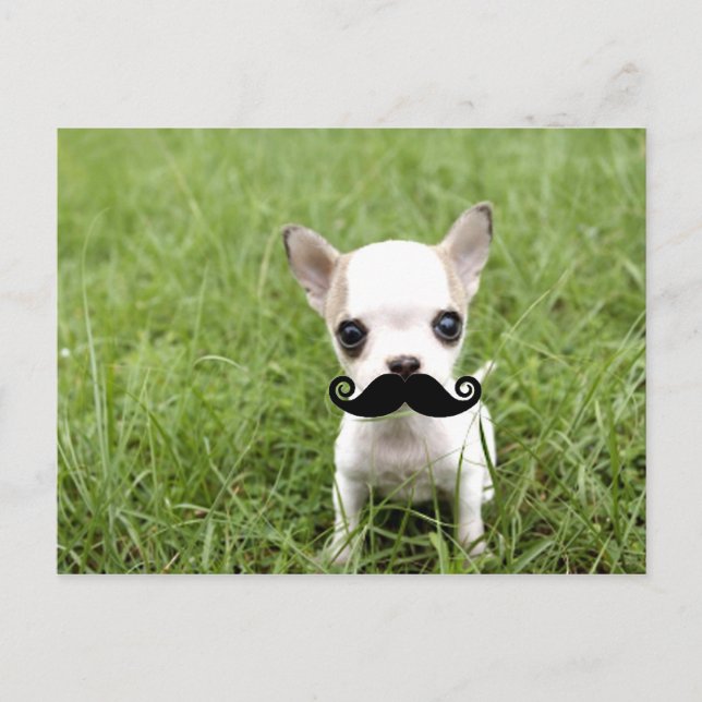 Chihuahua with Funny Moustache in Garden Postcard (Front)