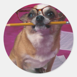 Chihuahua With Pencil Classic Round Sticker