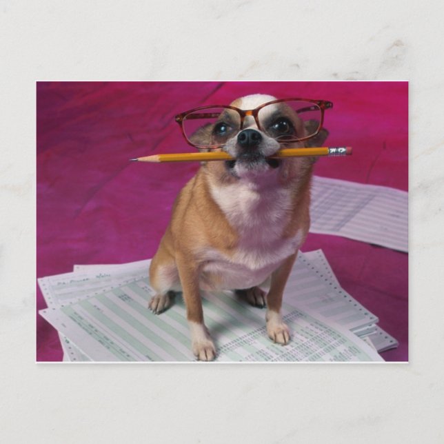 Chihuahua With Pencil Postcard (Front)