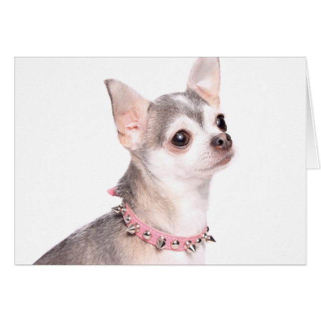 chihuahua with pink studded collar (Front Horizontal)