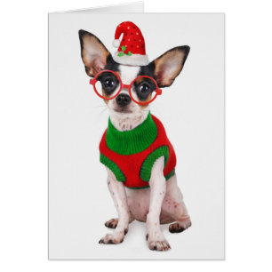 Chihuahua with Santa hat and glasses