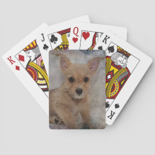 Chihuahua/Yorkie Puppy Playing Cards