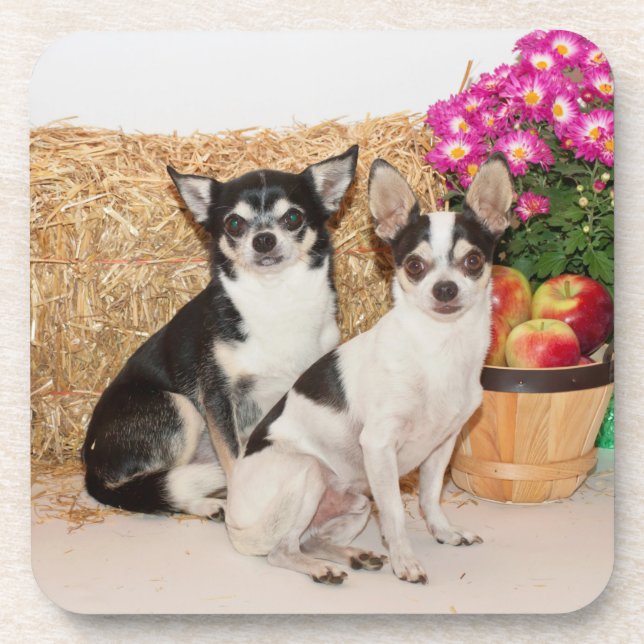 Chihuahua's in the fall coaster (Front)