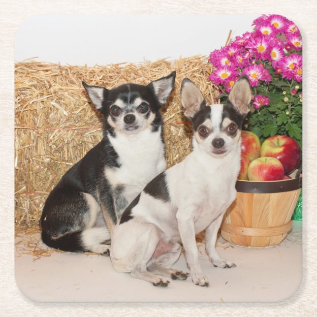 Chihuahua's in the fall square paper coaster (Front)