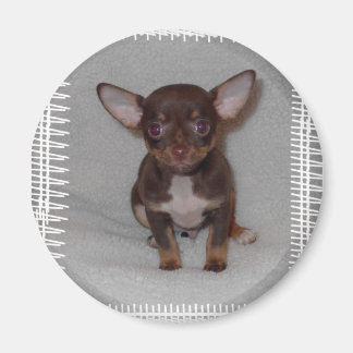 Chihuahua's Rule 1 Magnet