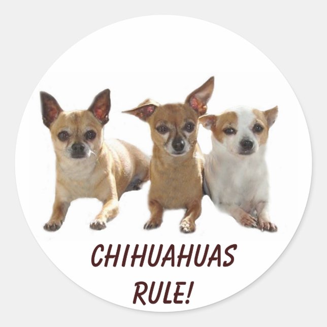 Chihuahuas Rule Sticker (Front)