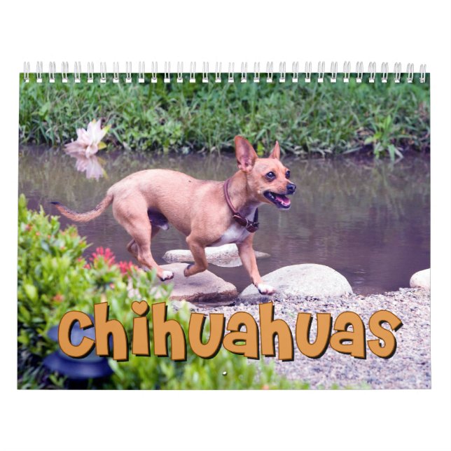 Chihuahuas Wall Calendar (Cover)