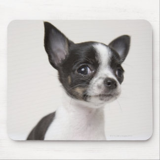 Chihuhua puppy standing on white fabric mouse pad