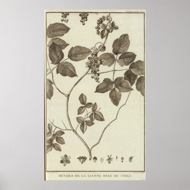 Chile 2 poster (Front)