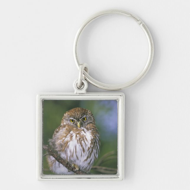 Chile, Aysen. Juvenile Autral Pygmy Owl Keychain (Front)