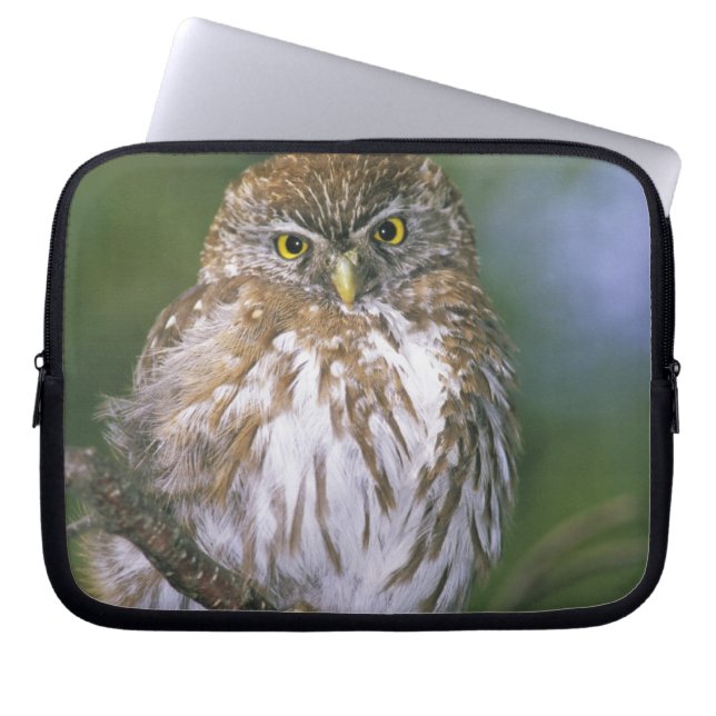 Chile, Aysen. Juvenile Autral Pygmy Owl Laptop Sleeve (Front)