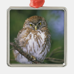 Chile, Aysen. Juvenile Autral Pygmy Owl Metal Ornament