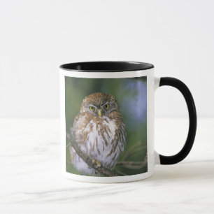 Chile, Aysen. Juvenile Autral Pygmy Owl Mug