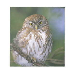 Chile, Aysen. Juvenile Autral Pygmy Owl Notepad