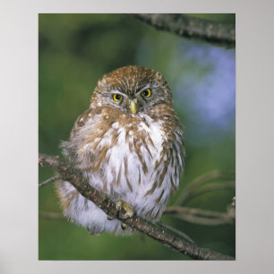 Chile, Aysen. Juvenile Autral Pygmy Owl Poster