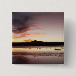 Chilean Flamingo 2 Inch Square Button