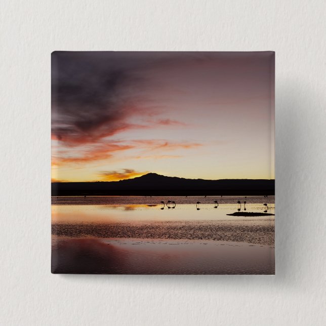 Chilean Flamingo 2 Inch Square Button (Front)