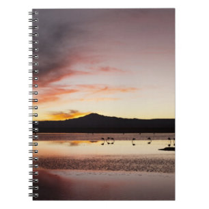 Chilean Flamingo Notebook