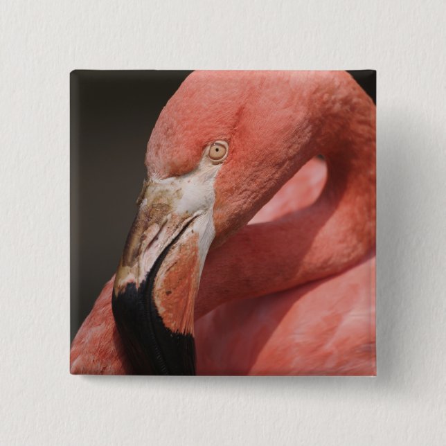 Chilean Flamingo, Phoenicopterus chilensis 2 Inch Square Button (Front)