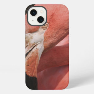 Chilean Flamingo, Phoenicopterus chilensis iPhone 13 Case