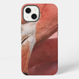 Chilean Flamingo, Phoenicopterus chilensis iPhone 13 Case