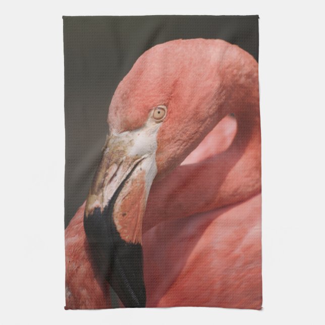Chilean Flamingo, Phoenicopterus chilensis Kitchen Towel (Vertical)