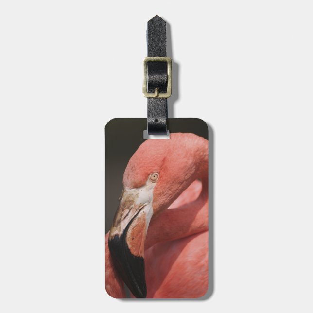 Chilean Flamingo, Phoenicopterus chilensis Luggage Tag (Front Vertical)