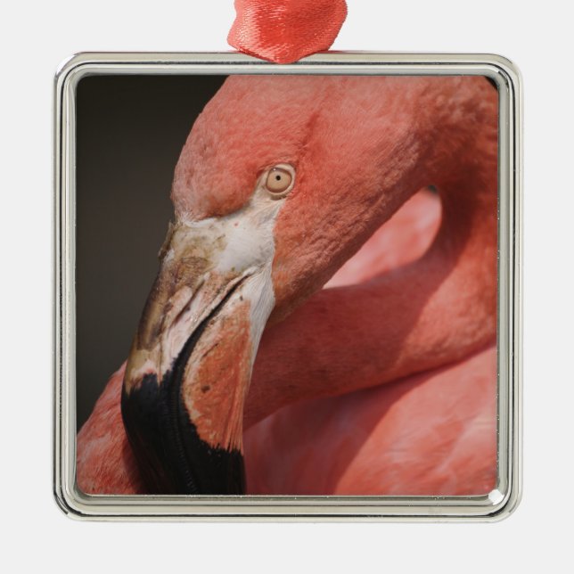 Chilean Flamingo, Phoenicopterus chilensis Metal Ornament (Front)