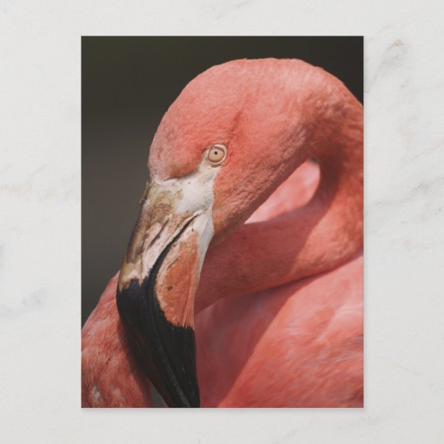 Chilean Flamingo, Phoenicopterus chilensis Postcard (Front)