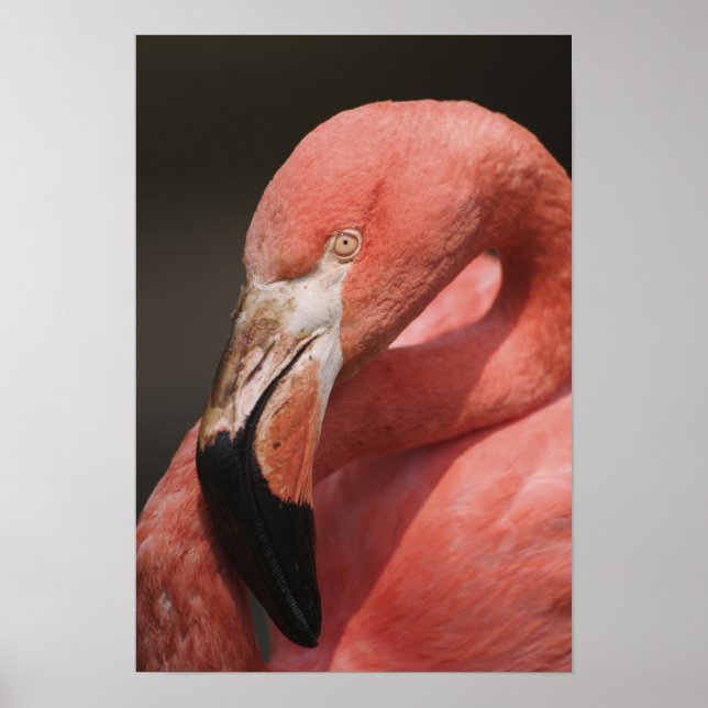 Chilean Flamingo, Phoenicopterus chilensis Poster (Front)