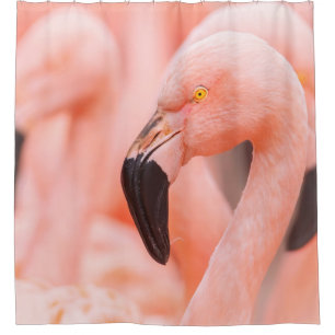 Chilean flamingo (Phoenicopterus chilensis), with