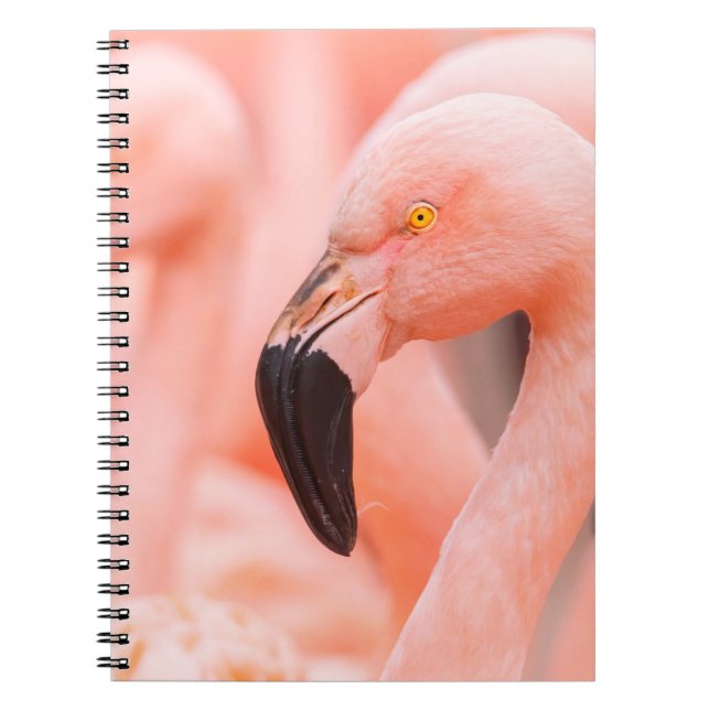Chilean flamingo (Phoenicopterus chilensis), with  Notebook (Front)