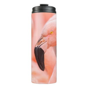 Chilean flamingo (Phoenicopterus chilensis), with  Thermal Tumbler