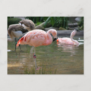 Chilean Flamingo Postcard