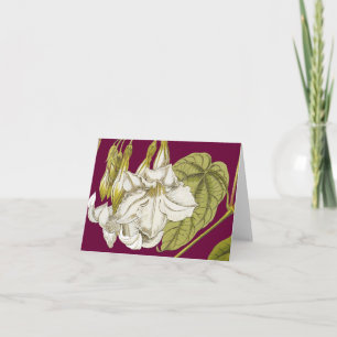 Chilean Mountain Jasmine Note Card
