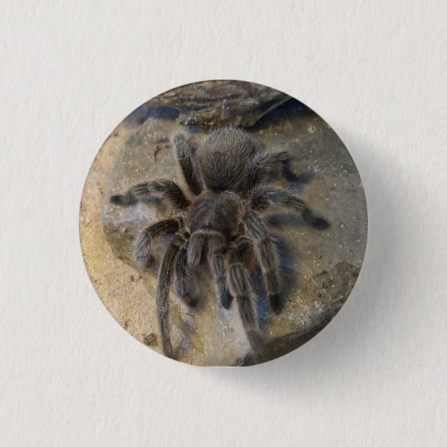 Chilean Rose Hair Tarantula 1 Inch Round Button (Front)