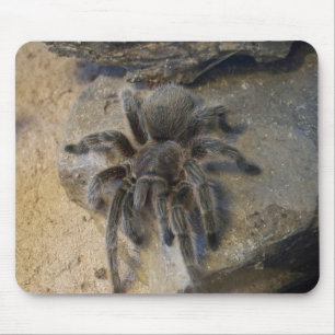 Chilean Rose Hair Tarantula Mouse Pad