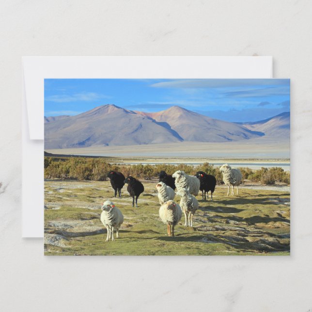 Chilean sheep Card (Front)