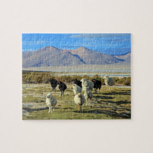 Chilean sheep jigsaw puzzle