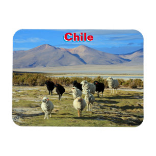 Chilean sheep magnet
