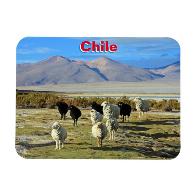 Chilean sheep magnet (Horizontal)
