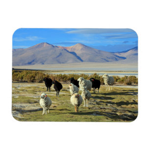 Chilean sheep magnet