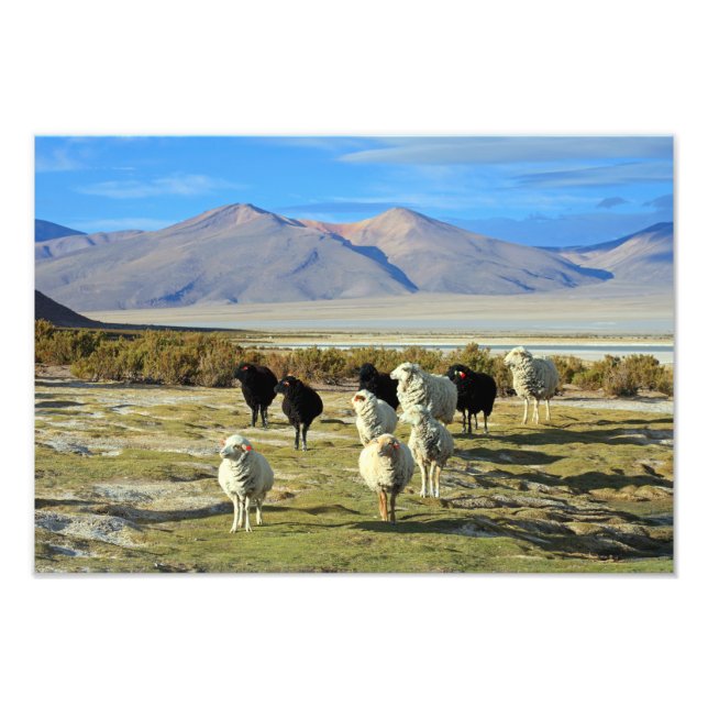 Chilean sheep photo print (Front)